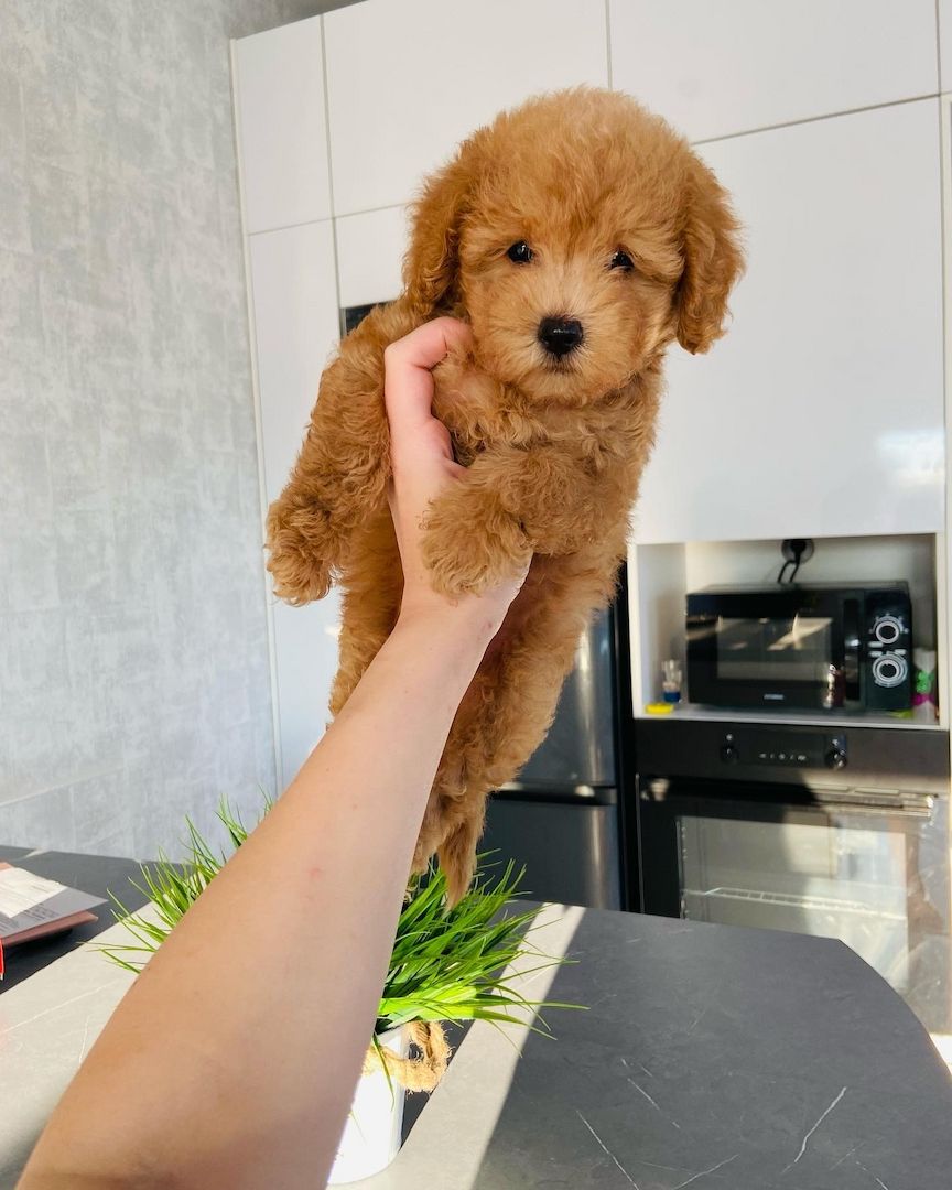 Schöne Zwergpudelwelpen für ein neues Zuhause.