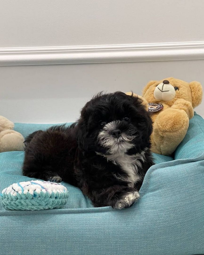 Wunderschöne Maltipoo F1-Welpen.