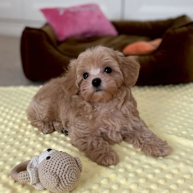 Wunderschöne Maltipoo F1-Welpen.