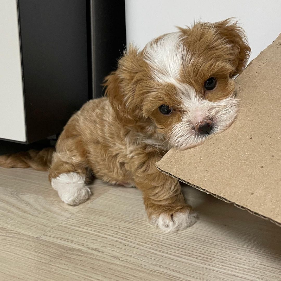 Wunderschöne Maltipoo F1-Welpen.