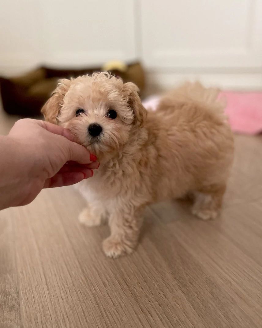 Wunderschöne Maltipoo F1-Welpen.