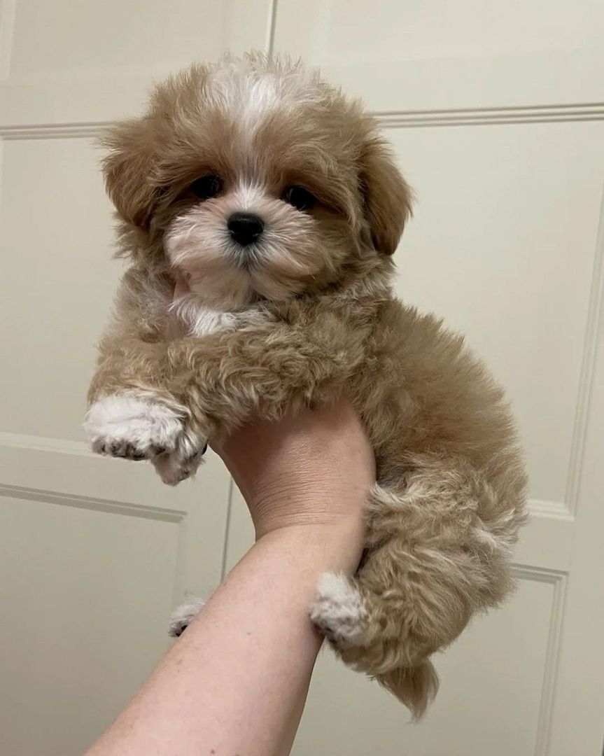 Wunderschöne Maltipoo F1-Welpen.