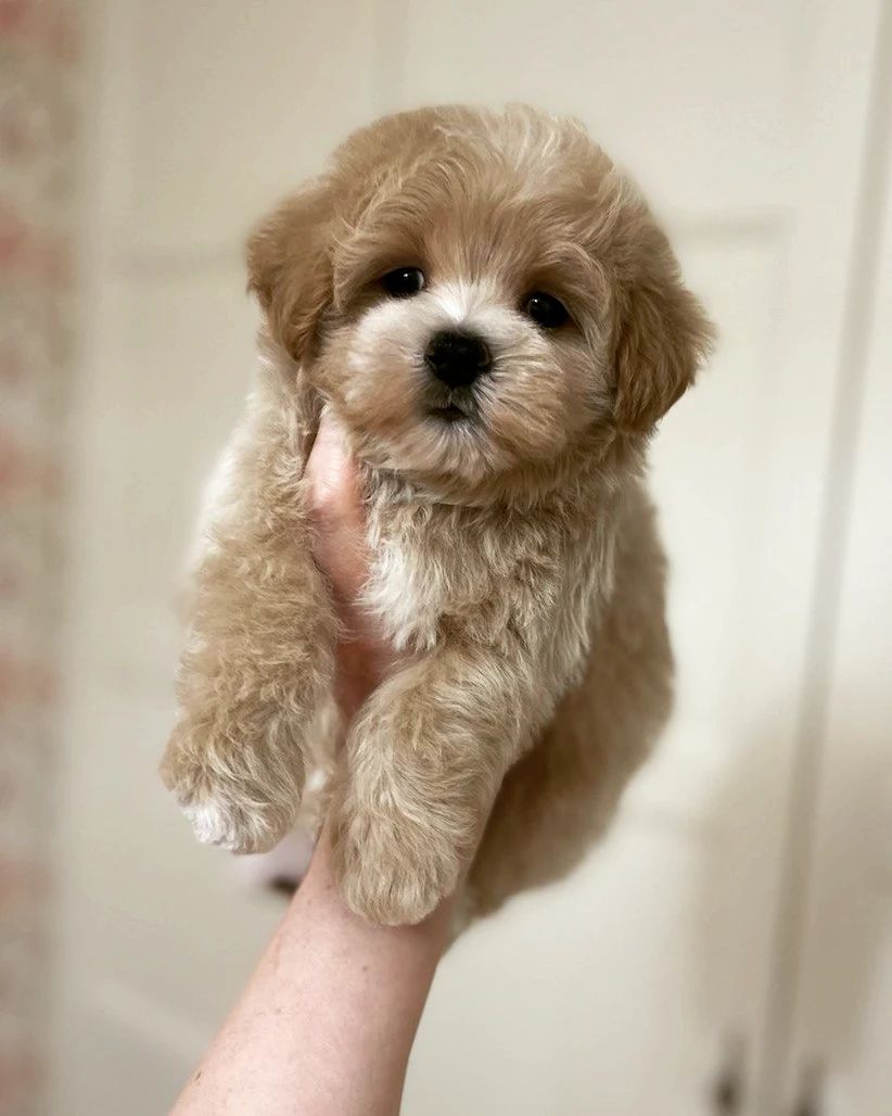 Wunderschöne Maltipoo F1-Welpen.