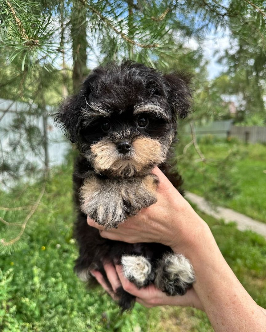 Wunderschöne Maltipoo F1-Welpen.