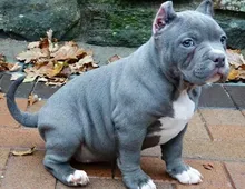 Blueline AmStaff/ Pitbull Terrier