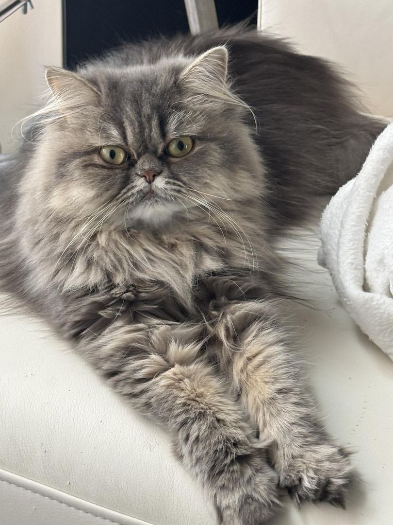 Liebe Perserkatze zu verkaufen