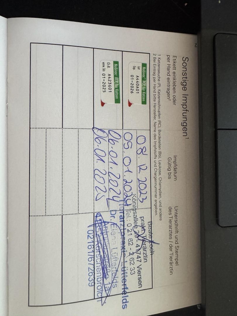 Liebe Perserkatze zu verkaufen