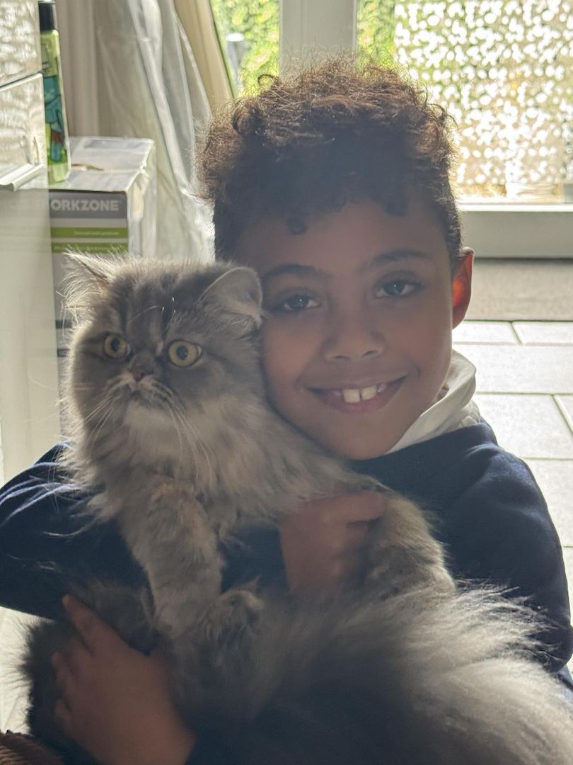 Liebe Perserkatze zu verkaufen