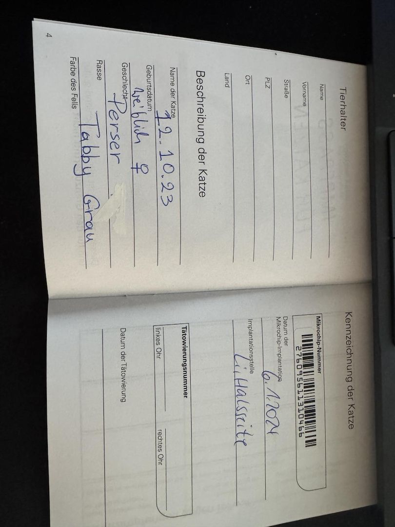 Liebe Perserkatze zu verkaufen