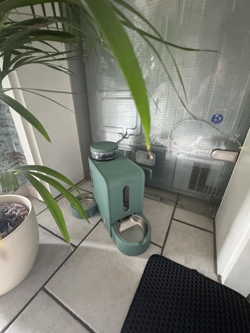 Liebe Perserkatze zu verkaufen