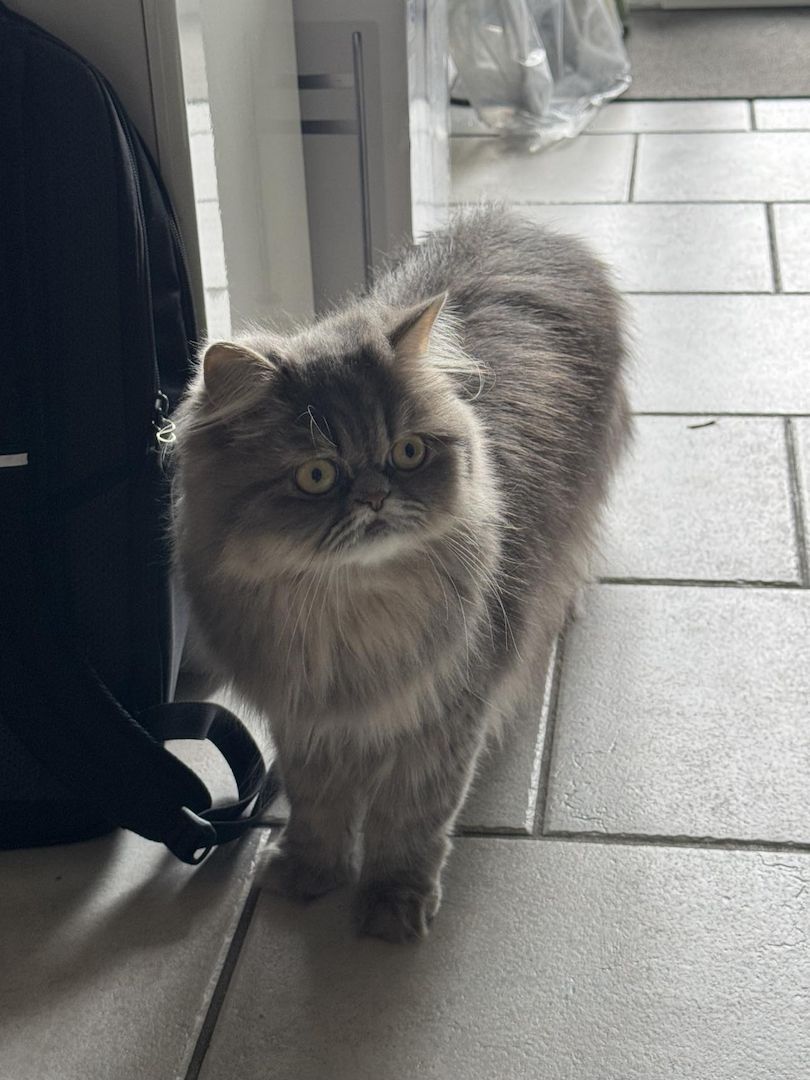 Liebe Perserkatze zu verkaufen