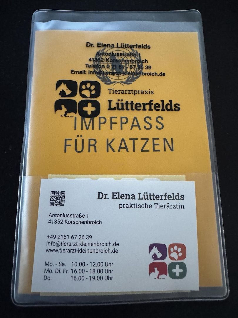 Liebe Perserkatze zu verkaufen