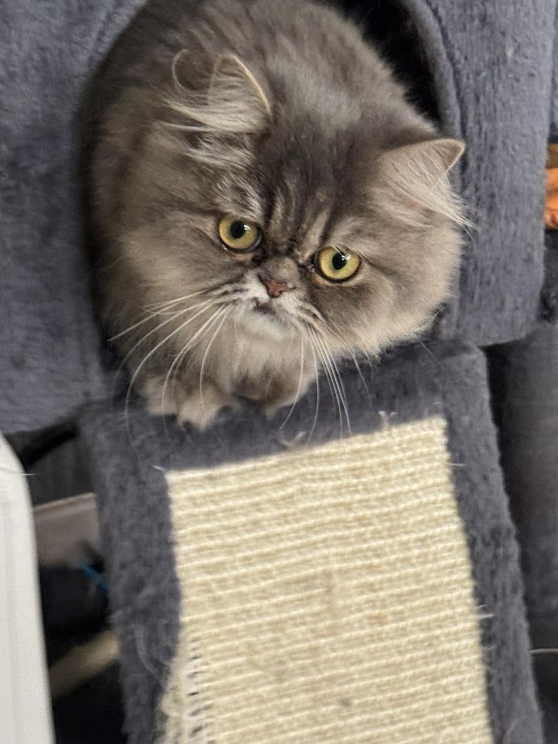 Liebe Perserkatze zu verkaufen