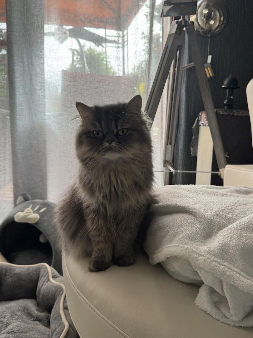 Liebe Perserkatze zu verkaufen