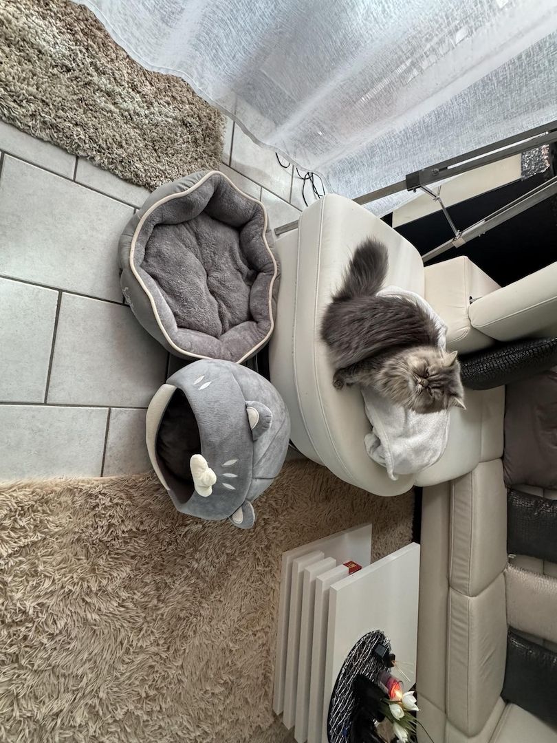 Liebe Perserkatze zu verkaufen