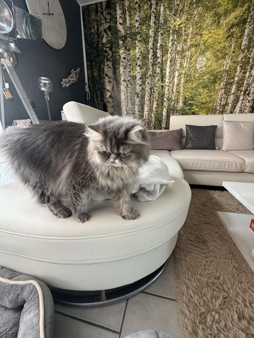 Liebe Perserkatze zu verkaufen