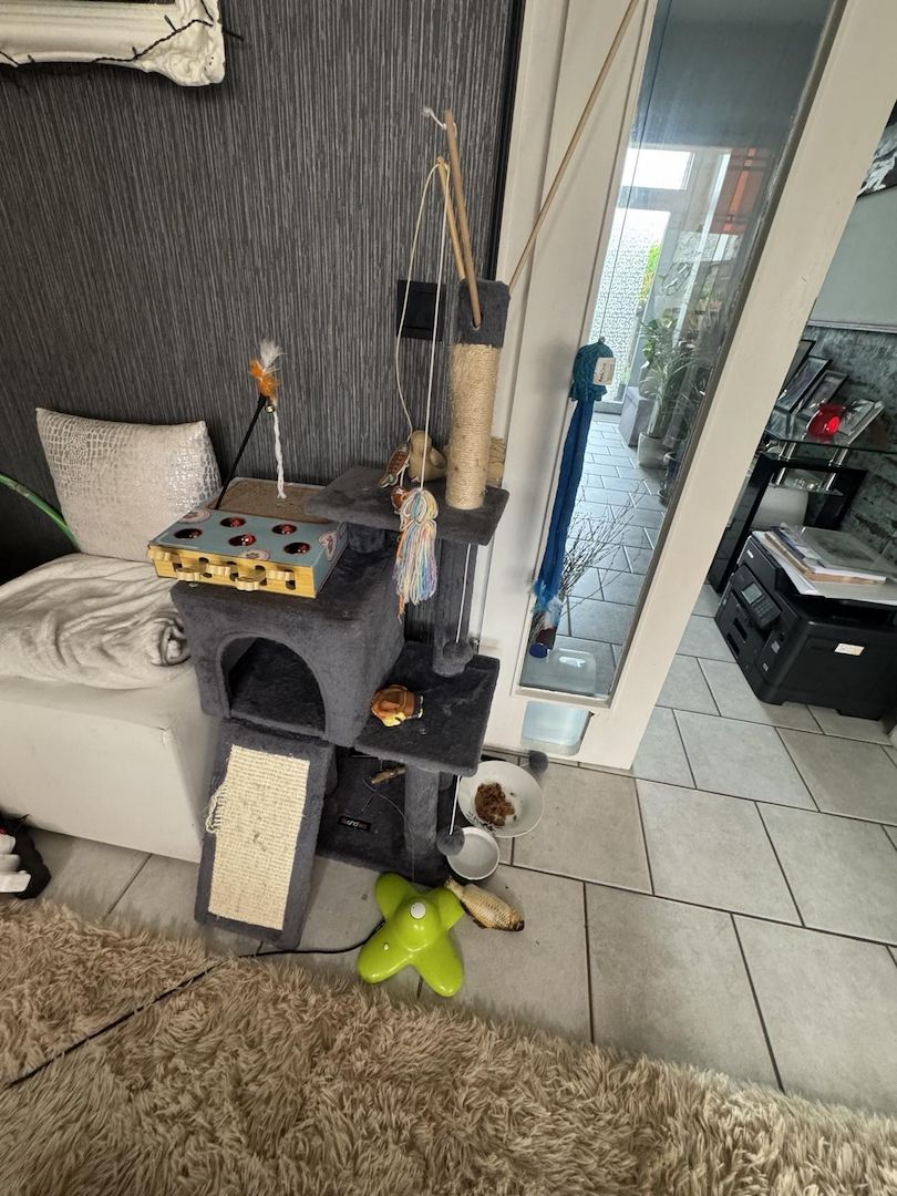 Liebe Perserkatze zu verkaufen