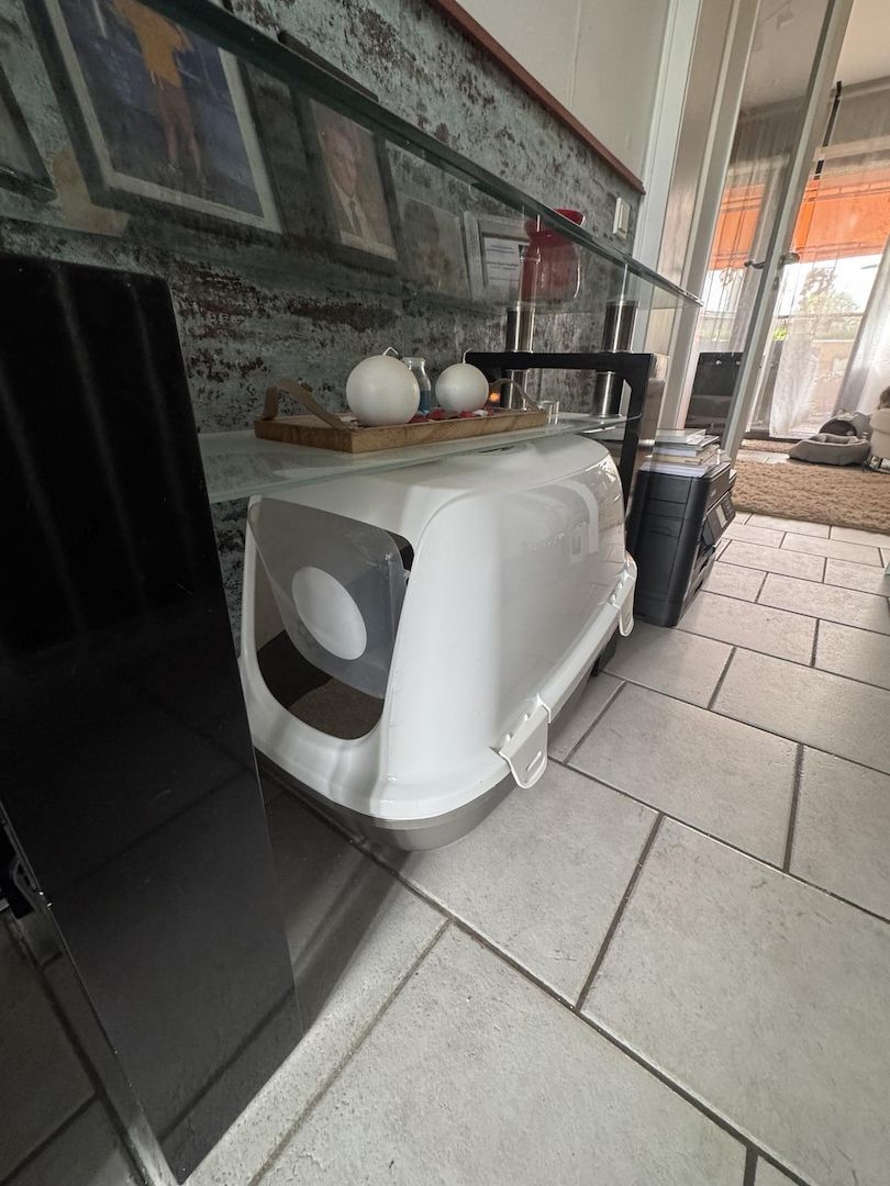 Liebe Perserkatze zu verkaufen