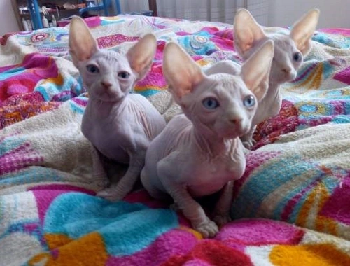 Canadian Sphynx wmm