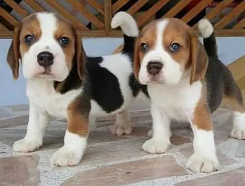 Männliche und weibliche Beagle .