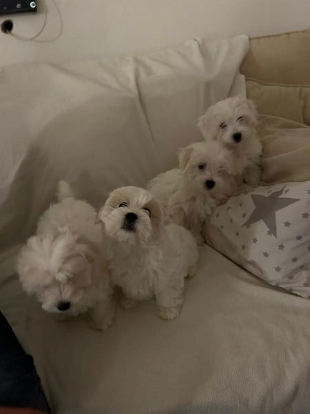 Bichon frise Welpen verfügbar.