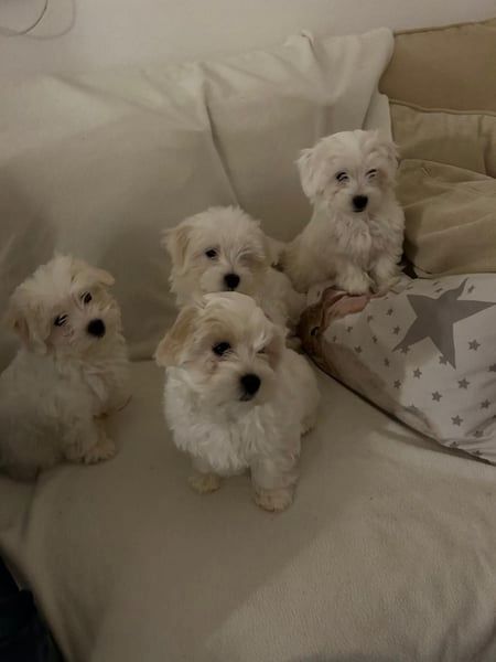 Bichon frise Welpen verfügbar.