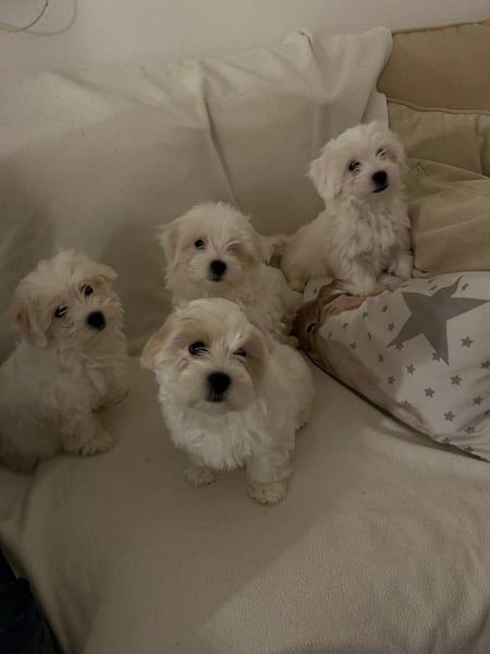 Bichon frise Welpen verfügbar.