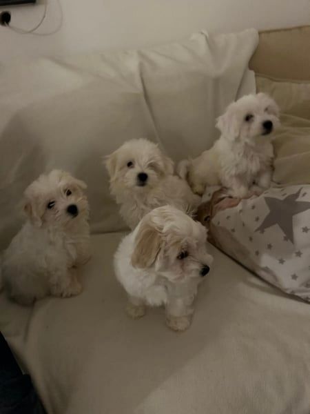 Bichon frise Welpen verfügbar.
