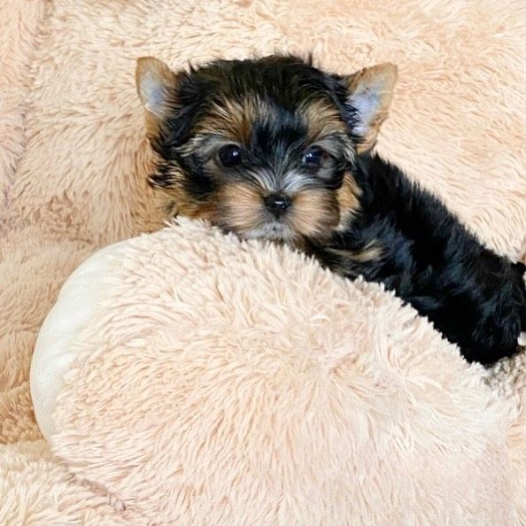 Yorkshire Terrier Welpen (Er)