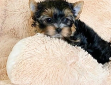 Yorkshire Terrier Welpen (Er)