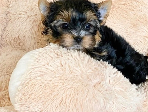 Yorkshire Terrier Welpen (Er)