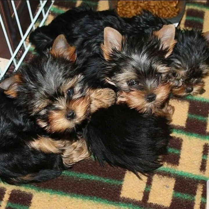 Yorkshire Terrier Welpen (Er)