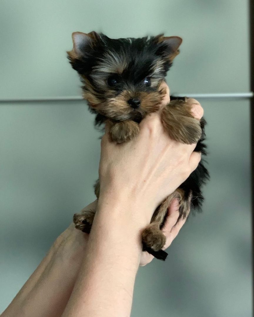 Yorkshire Terrier Welpen (Er)