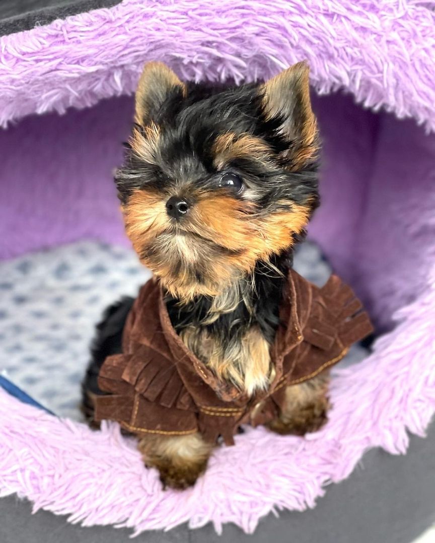 Yorkshire Terrier Welpen (Er)
