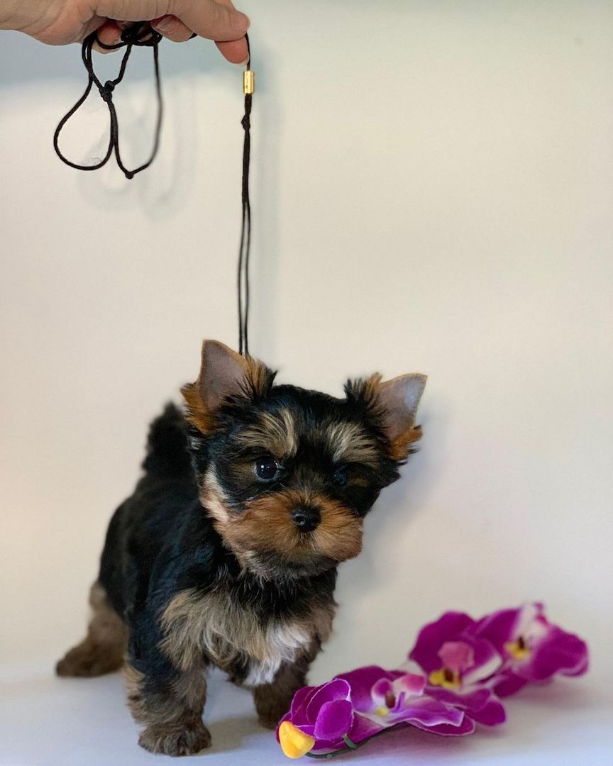 Yorkshire Terrier Welpen (Er)