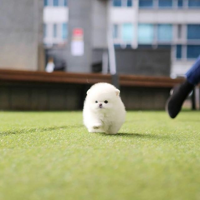 Pomeranian-Welpen für ein liebevolles Zuhause Pomeranian-Welpen für ein liebevolles Zuhause