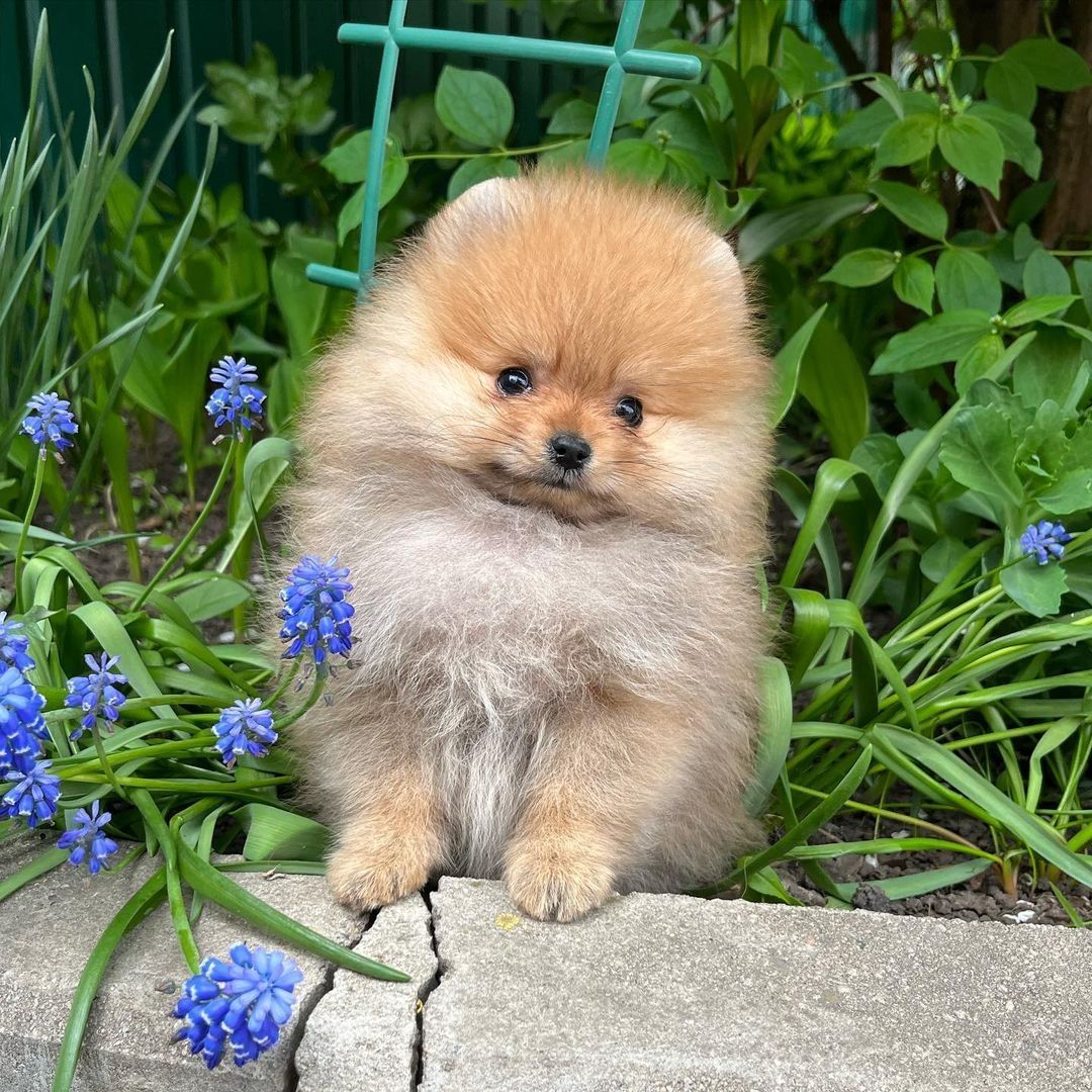 Pomeranian-Welpen für ein liebevolles Zuhause Pomeranian-Welpen für ein liebevolles Zuhause