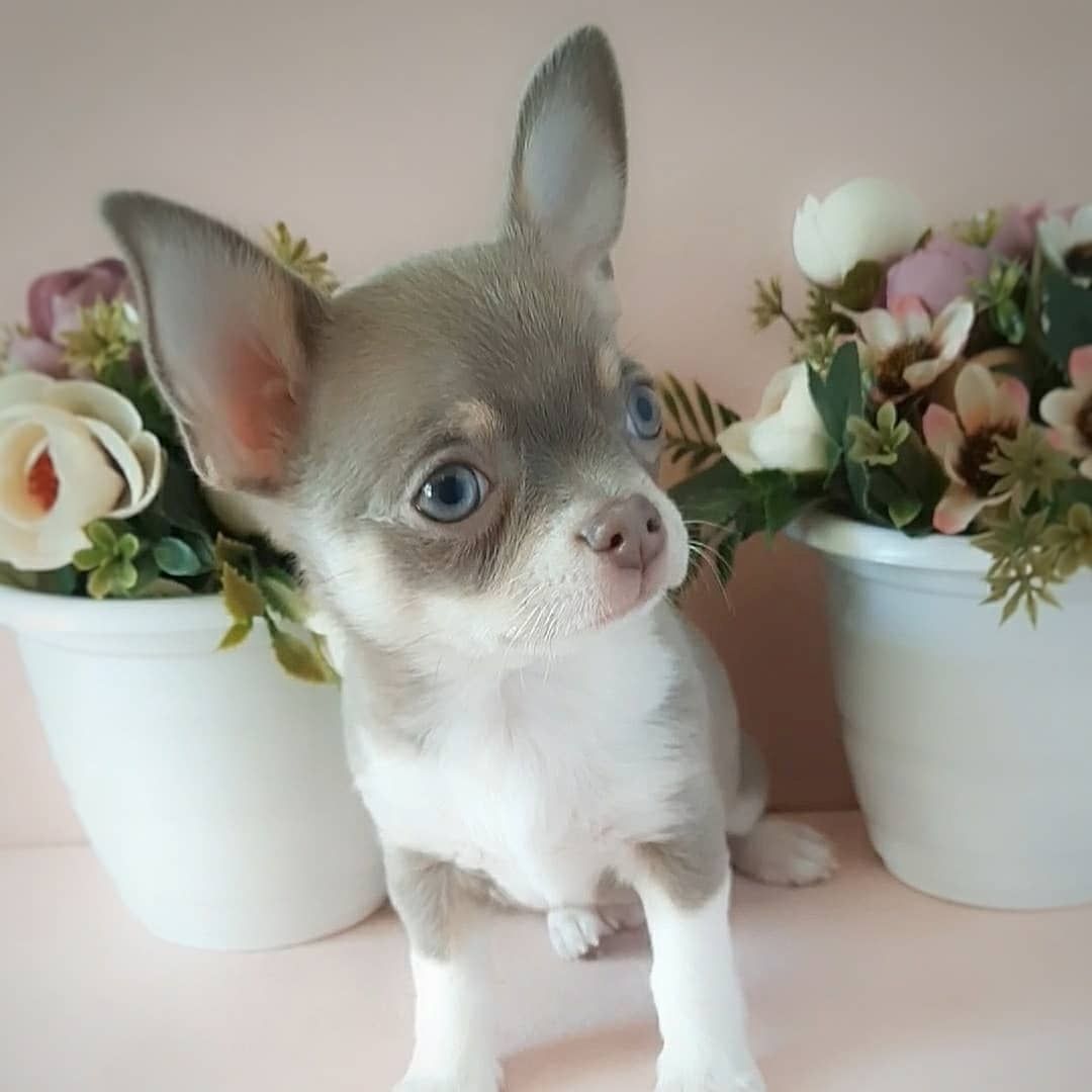 Wunderschöne reinrassige Chihuahua-Welpen.