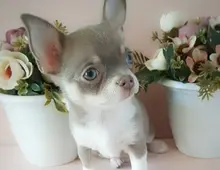 Wunderschöne reinrassige Chihuahua-Welpen.