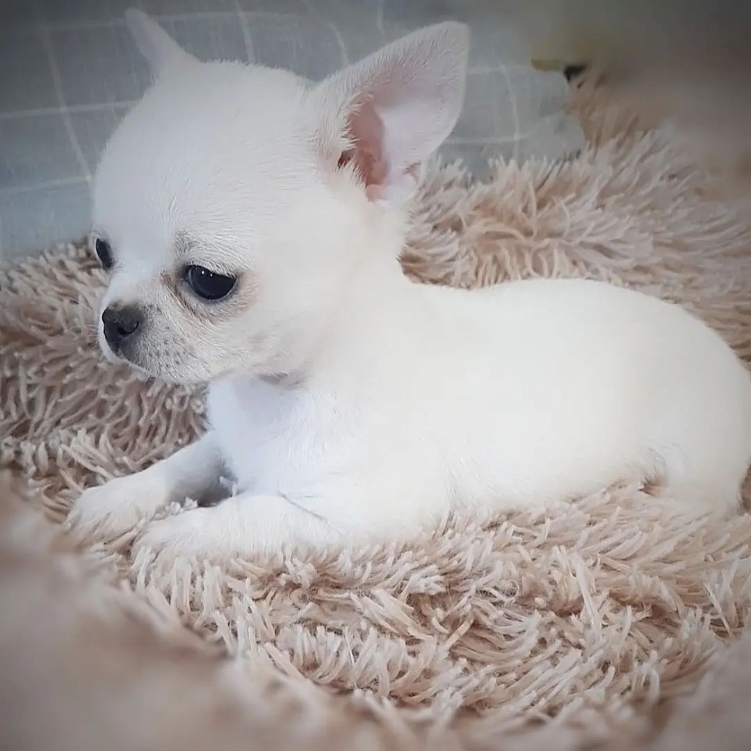 Wunderschöne reinrassige Chihuahua-Welpen.