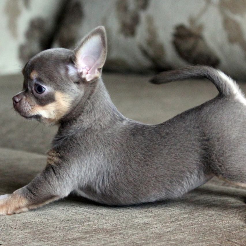 Wunderschöne reinrassige Chihuahua-Welpen.