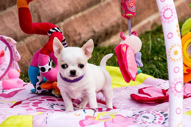 Wunderschöne reinrassige Chihuahua-Welpen.
