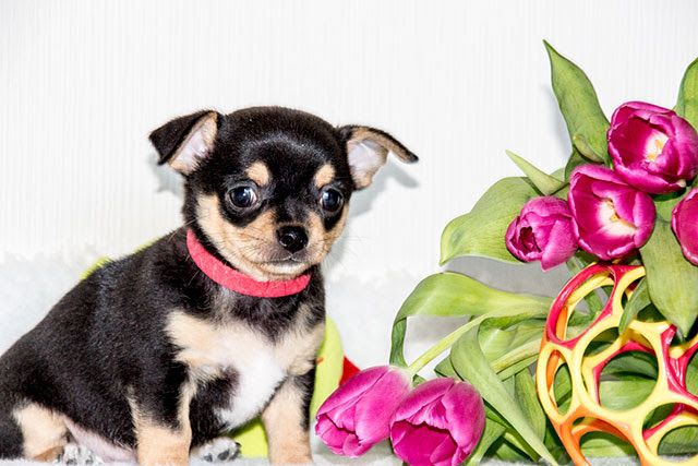 Wunderschöne reinrassige Chihuahua-Welpen.