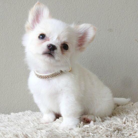 Wunderschöne reinrassige Chihuahua-Welpen.