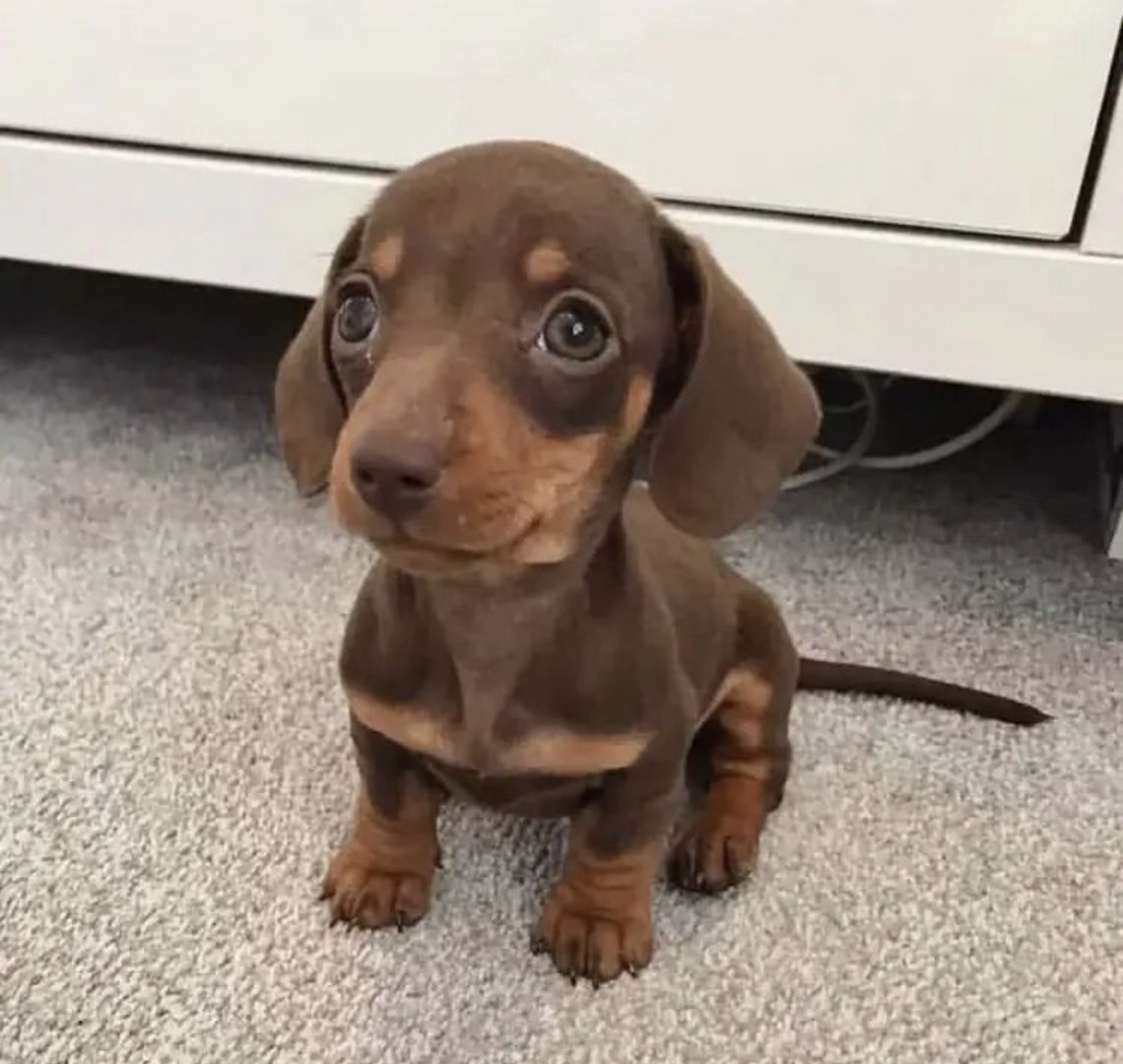 Wunderschönen Dackel Welpen