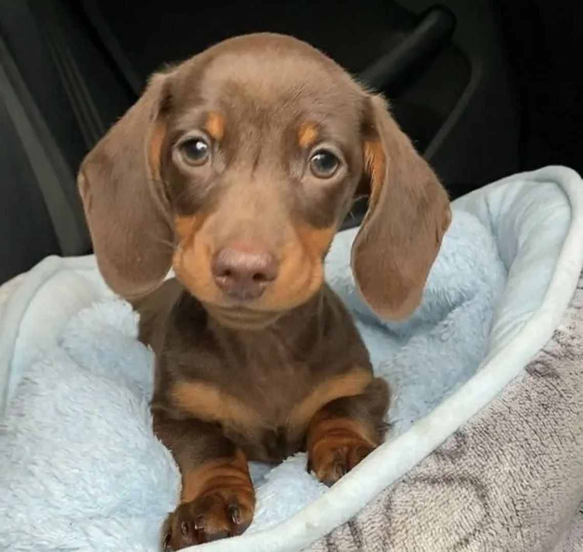 Wunderschönen Dackel Welpen