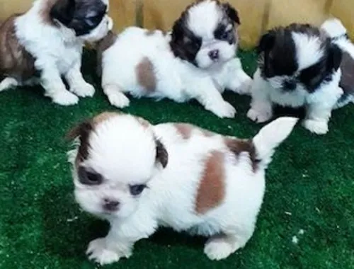 männliche und weibliche Shih Tzu-Welpen. ,