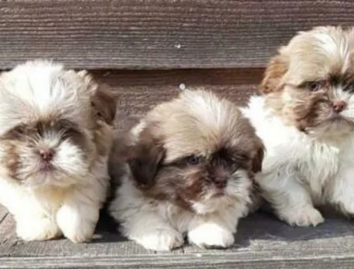 süße Shih-Tzu Welpen suchen ein neues Zuhause ,