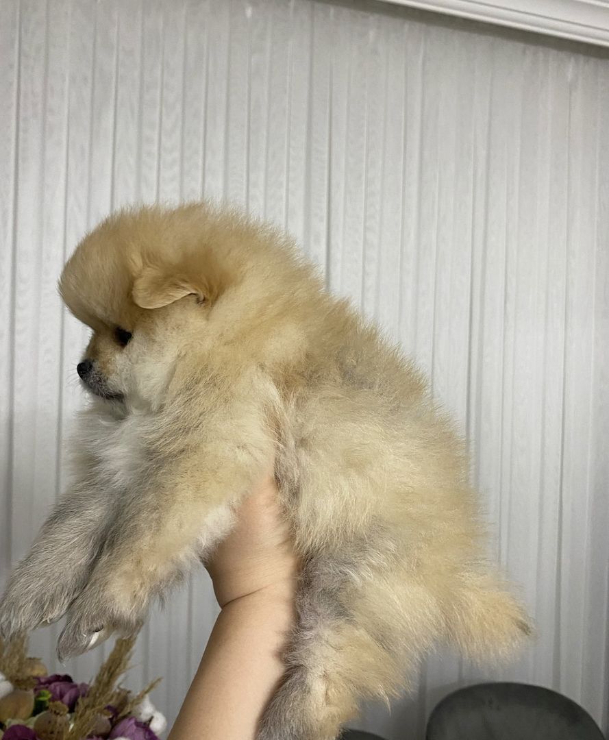 Wunderschöne Zweispitz Pommersche Welpen