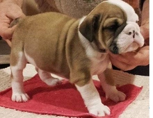 TOP OEB Old English Bulldog Welpen suchen ein Zuhause. ,